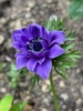 Garden glory for spring
