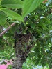 We have another black bird nest and the cherry tree which is delightful. Tom popped to Taupo with poppa to do some more sorting and bought home some stuff - felt like Christmas!
