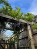 Garden update. Swing out in the front too now. Loving my ‘yes’ garden and the rose is doing well