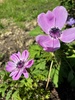 Garden update. Swing out in the front too now. Loving my ‘yes’ garden and the rose is doing well