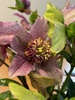 Winter rose