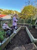 Wildflower seed fun. Fingers crossed!