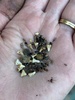 Wildflower seed fun. Fingers crossed!