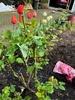 A lovely garden weekend getting a few things done. Moved the caravan around finally! Tom moved the bricks and cleaned up the bricking. I got some seeds in and finally my rose!