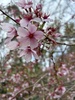 We went to kaitoke blossom gardens for a wander and enjoyed a hot chocolate by the fire.