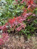 We went to kaitoke blossom gardens for a wander and enjoyed a hot chocolate by the fire.