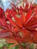 We went to kaitoke blossom gardens for a wander and enjoyed a hot chocolate by the fire.