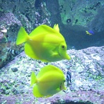 Tang Fish at the Aquarium!!