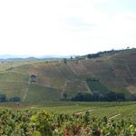 Fields of vines on the way up.