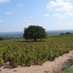 One of these vines is not like the others.