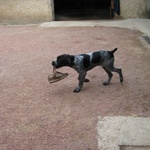 Mischievous mutt takes off with a shoe!