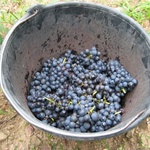 Bucket o' grapes.