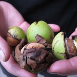 The walnut trees amazed us.