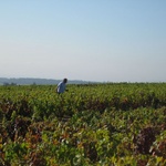 Claude deciding on where the pickers pick next.