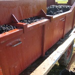 The sorting truck. All grapes get deposited here.
