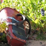 A carriers bucket. These hold 80kg of grapes!