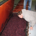 Smelling the partially fermented grapes. Nose destroying!