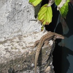 Lizzy the Lizard.