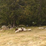 Local wildlife 