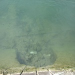 Fishies!