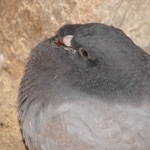 City wildlife