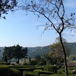 Boxwood hedges