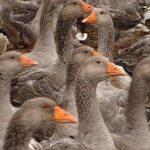 Duck, duck, goose. You're it!