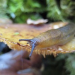 Sluggy!