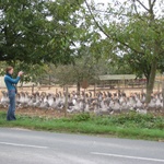 Large pens full of geese
