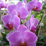 Let the Orchids begin