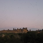 Thousands of blurry birds take flight.