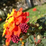 Pretty flower