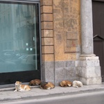 The gang - with one on watch duty
