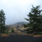 It takes many years before vegetation can grow again