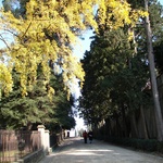 Amazing Autumn colours