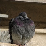 Pidgy - sleeping!