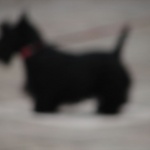 What a silhouette!