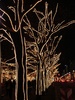 Christmas lights on every tree - beatiful