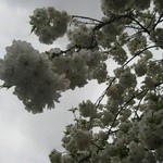 Blossoms who could resist!