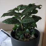Tom little baby, Kaffa the Kenyan Coffee plant
