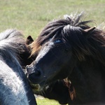 These two were nibbling each other