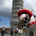 Damn horse got in my tower photo!