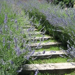 At the Villa, the Lavendar Staircase