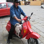 Doggy gets the best seat in the house!