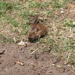 A friendly Gopher?