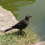 Fast wee birdy