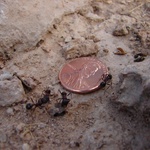 Ahh ... big fat desert money stealing ants!