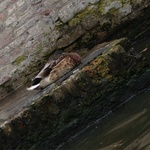 Sleepy duck in a sleepy town.