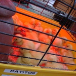 My baby duck in one of the many pet shops down the Rambla street