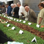 Random mushroom exhibition!